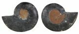 Split Black/Orange Ammonite Pair - Unusual Coloration #55563-1